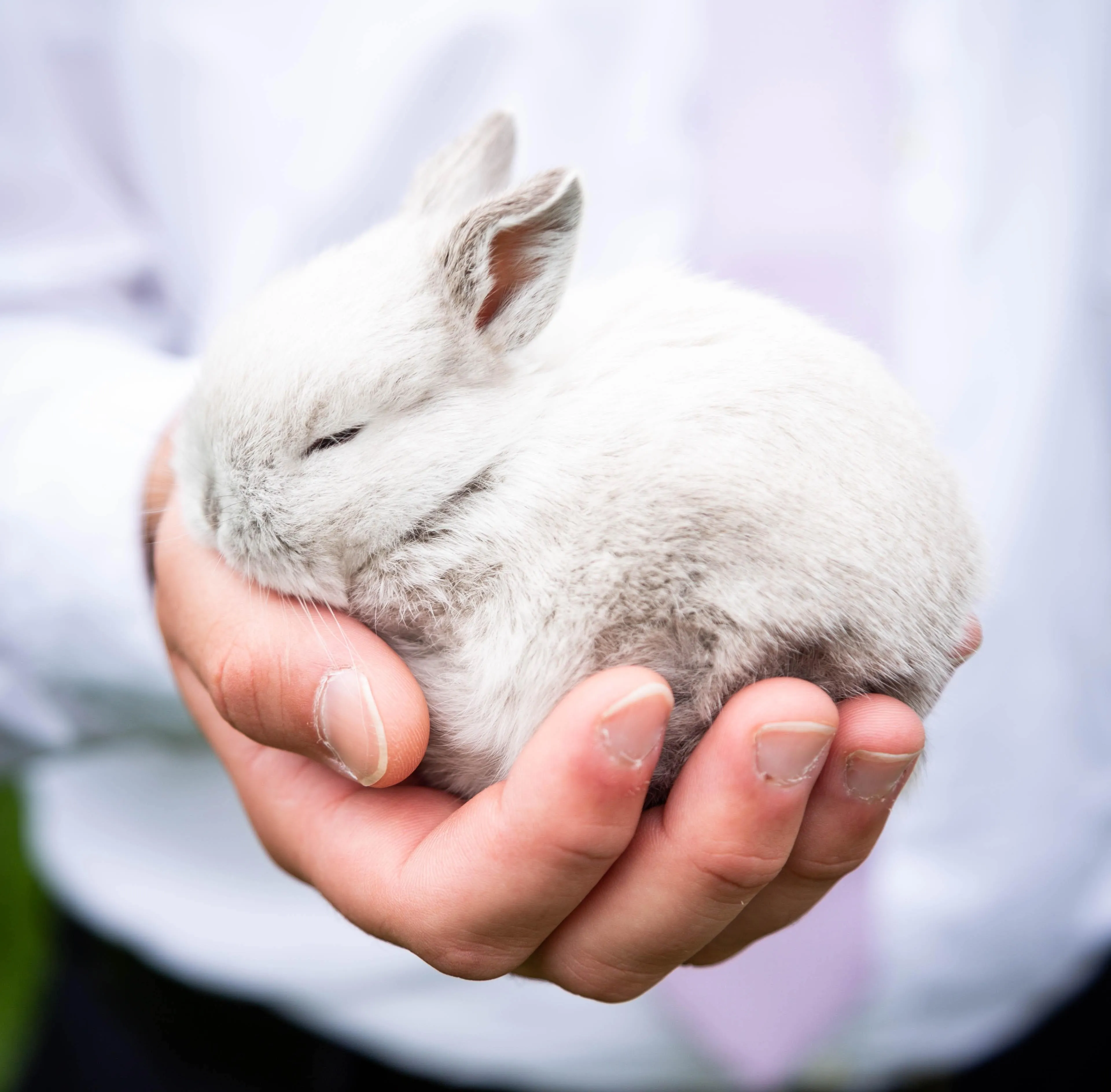 Weißer Hase in einer Hand