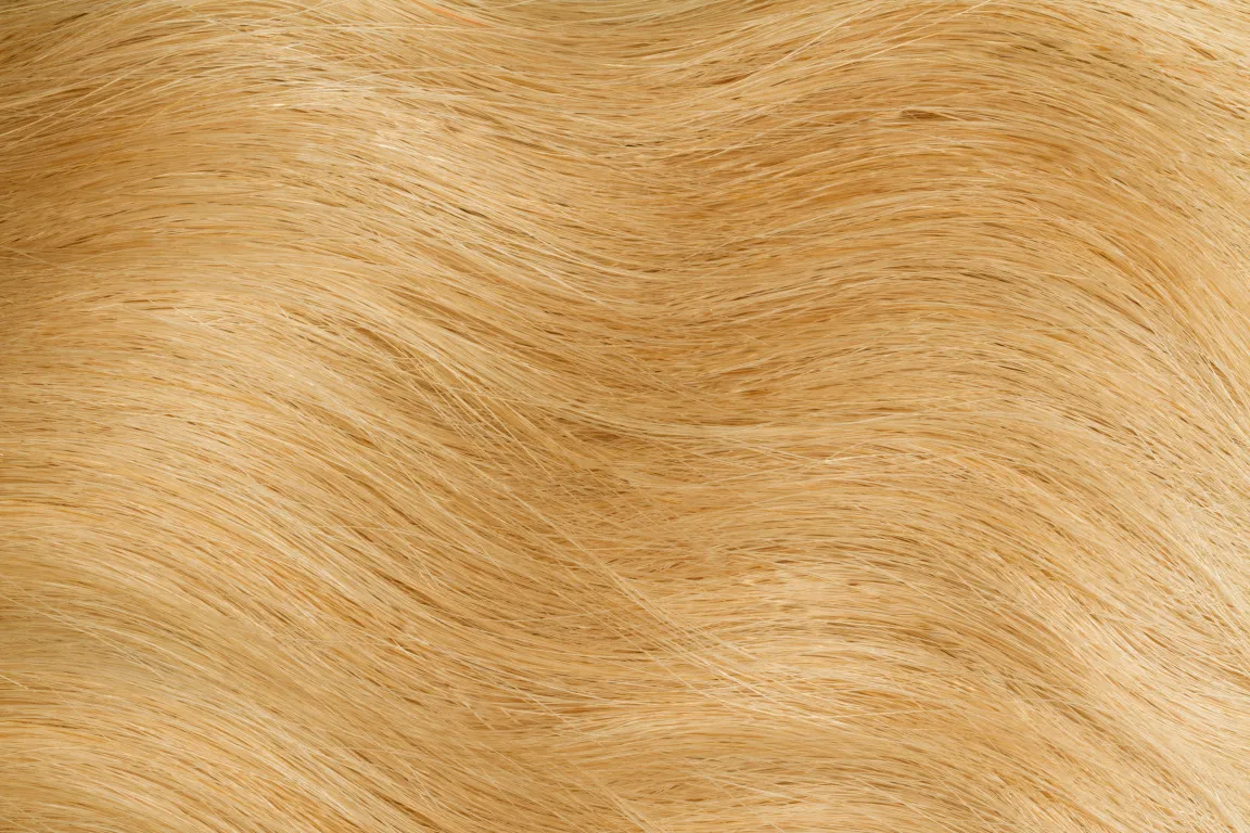 Gold Fever Bonding Extensions 25 cm