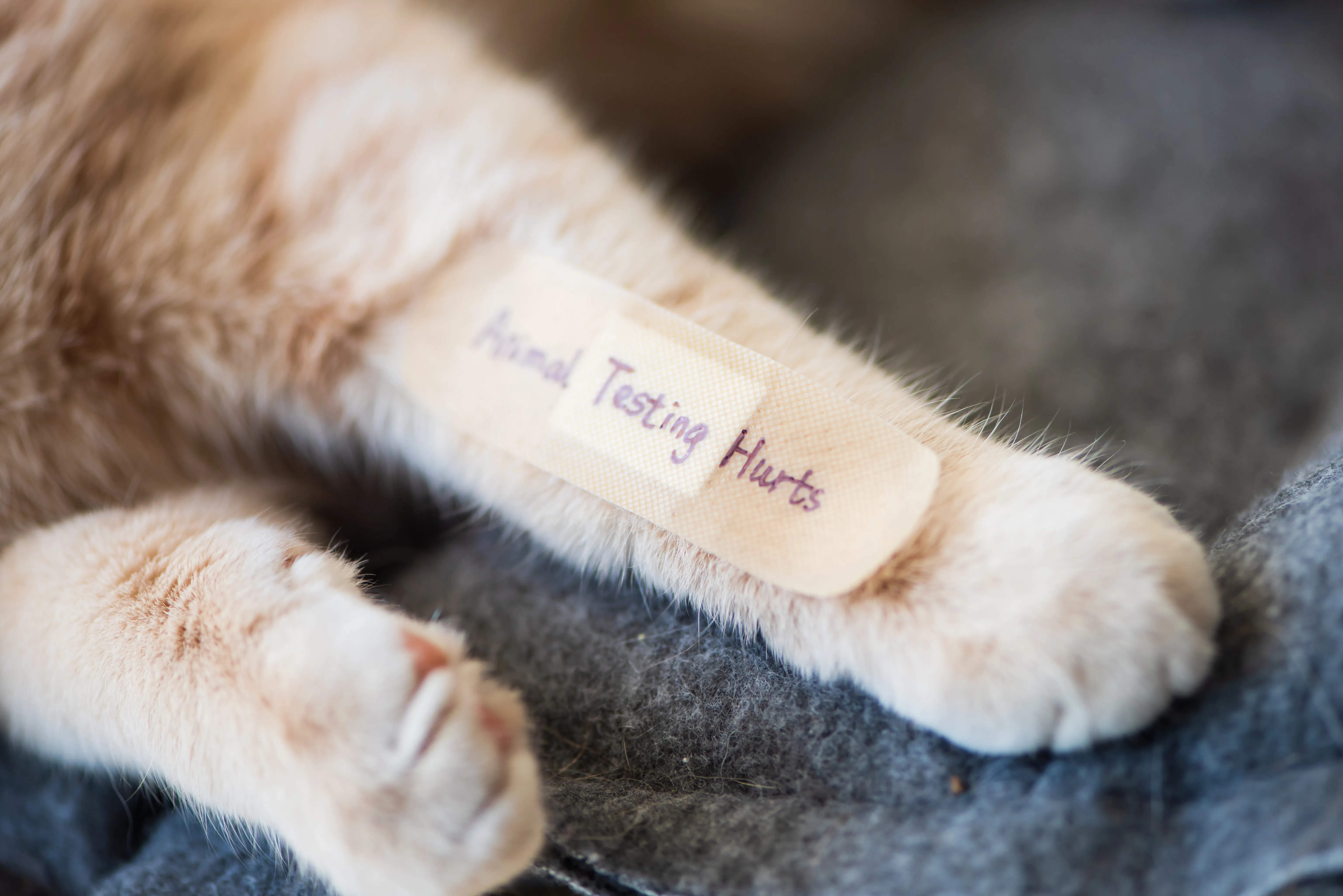 Katzenpfote mit Pflaster