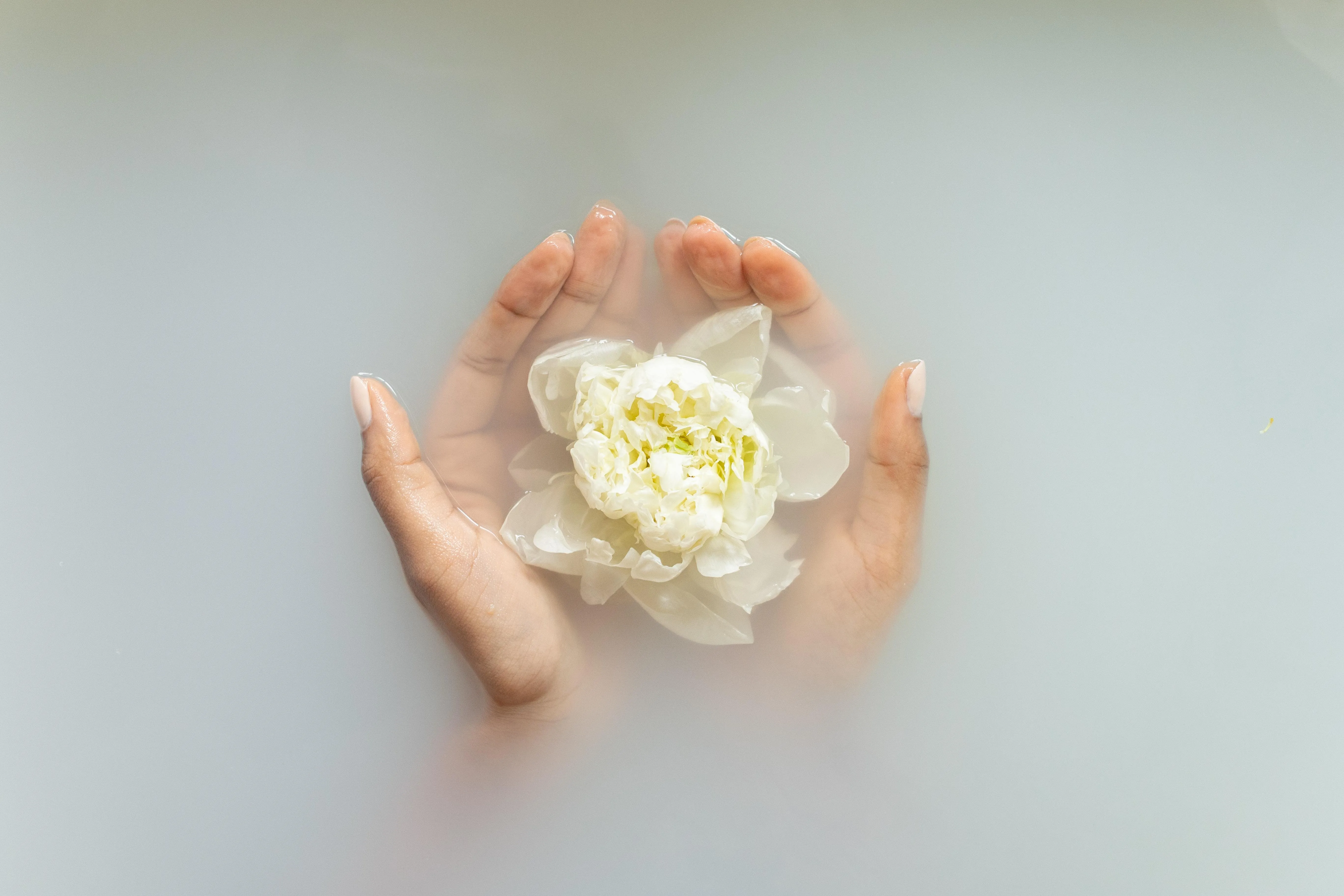 Zwei Hände halten eine weiße Blume