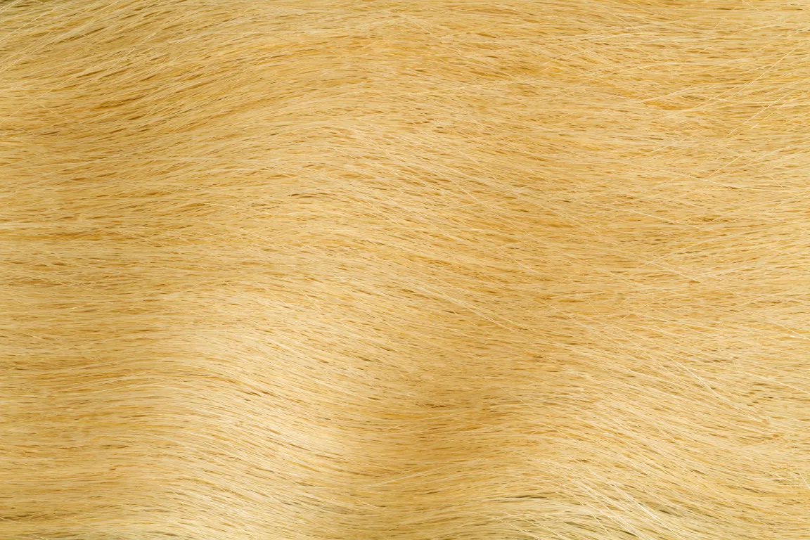 Gold Fever Bonding Extensions 25 cm